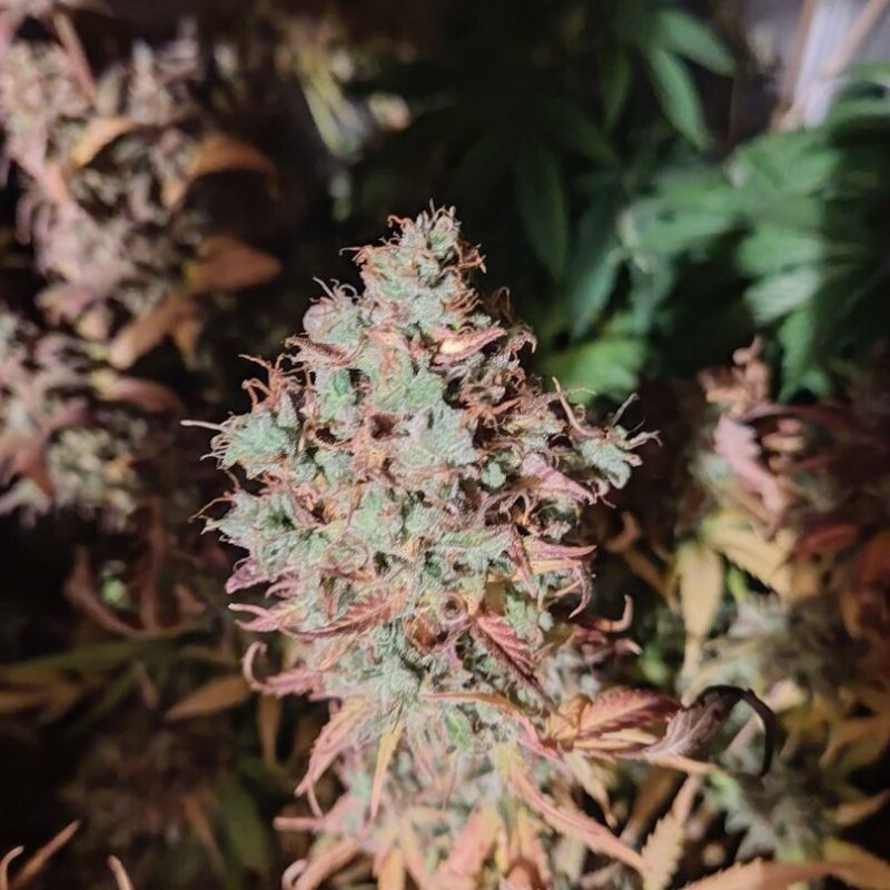 King Kush CBD - cannabiszaden, een medicinale cannabissoort
