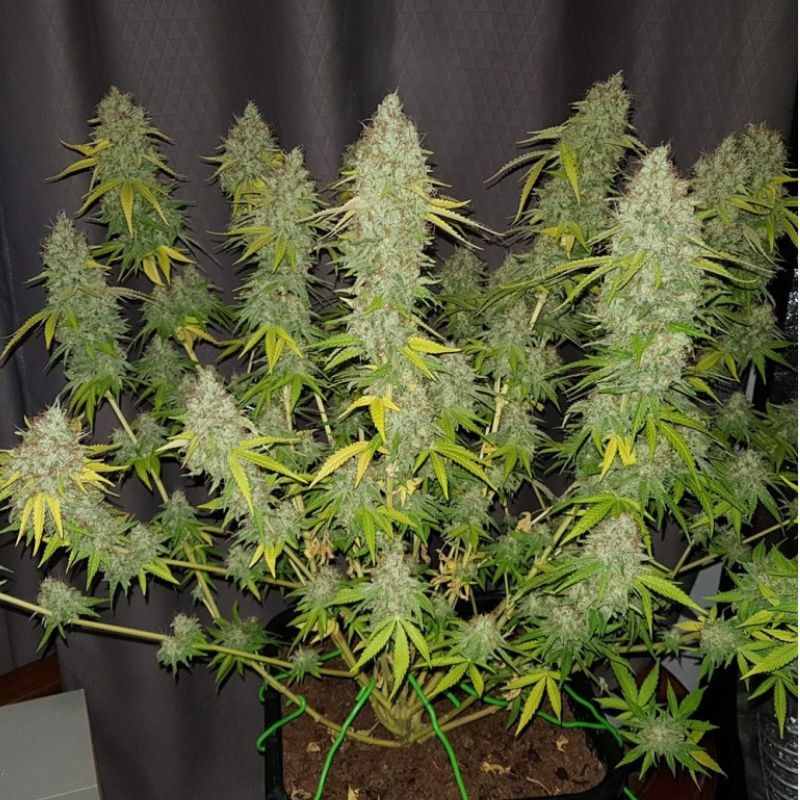 Caramel King CBD - cannabiszaden, een medicinale cannabissoort