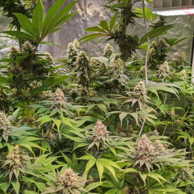 Cheese CBD - cannabiszaden, een medicinale cannabissoort