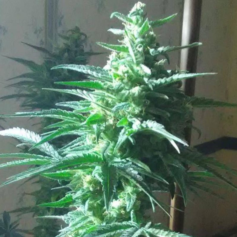 Critical Auto - Autoflowering Wietzaden