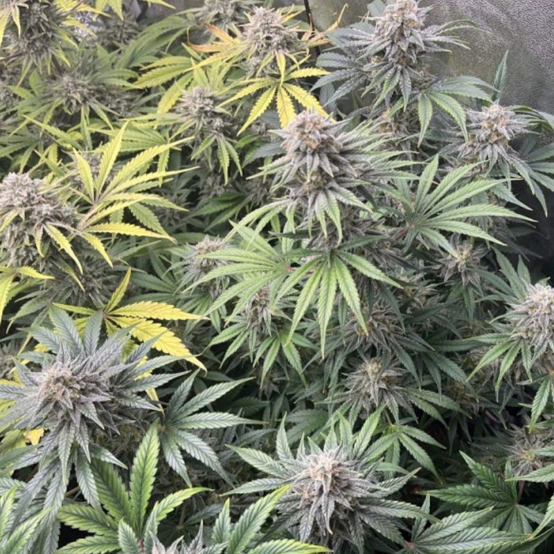 DoSiDos Auto - Autoflowering Wietzaden