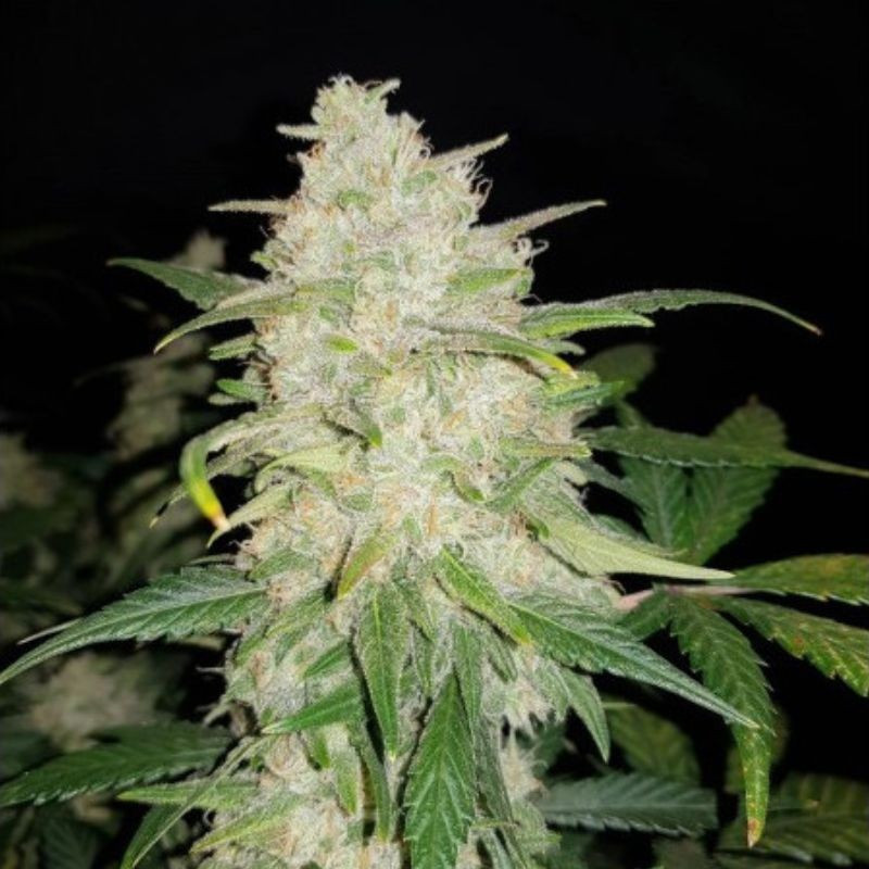 Gelato Auto - Autoflowering Wietzaden