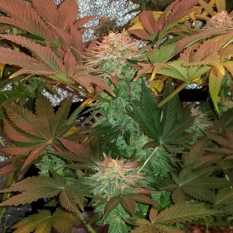 Ultra Mintz Auto - Autoflowering Wietzaden