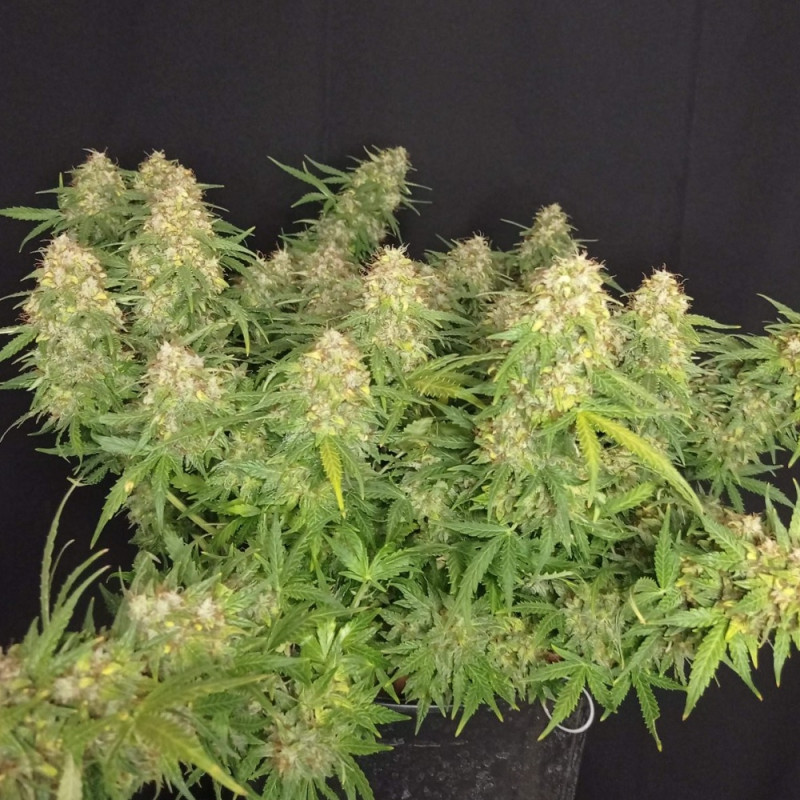 Lemon Auto - Autoflowering Wietzaden