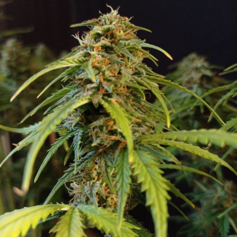 Gorilla Glue Auto - Autoflowering Wietzaden