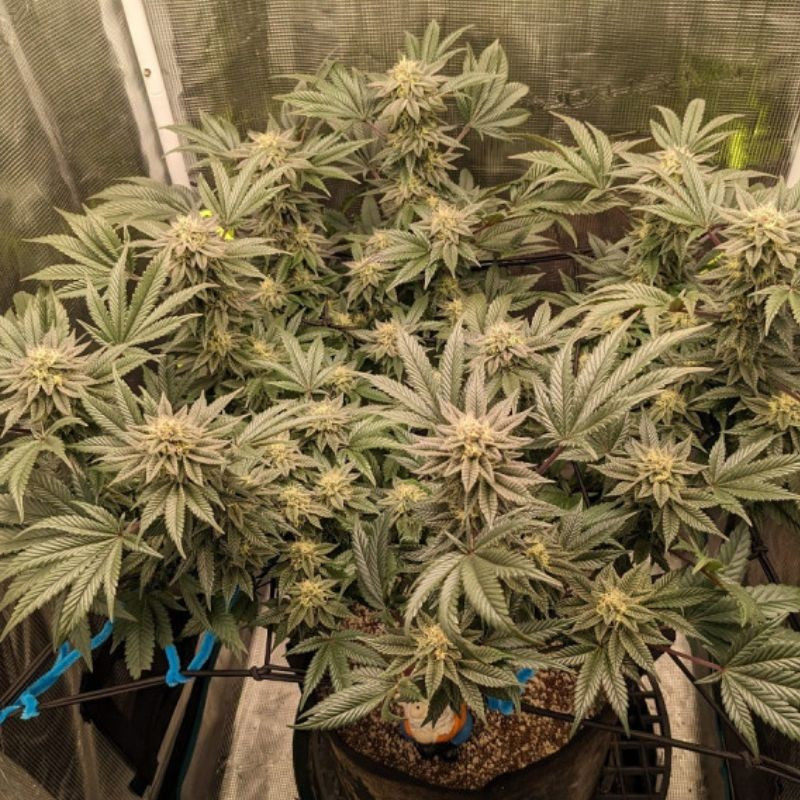 Great White Shark Auto - Autoflowering Wietzaden