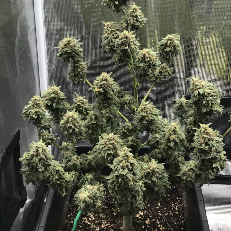 Kali Mist Auto - Autoflowering Wietzaden