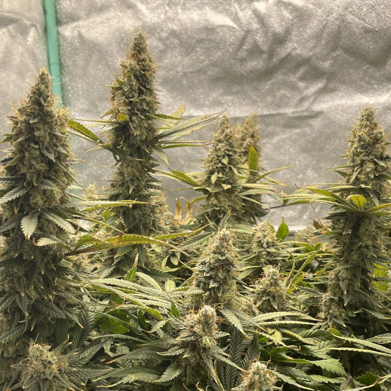 Jack Herer Auto - Autoflowering Wietzaden