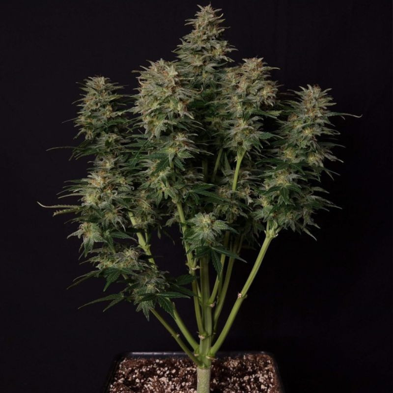 Lowryder Auto - Autoflowering Wietzaden