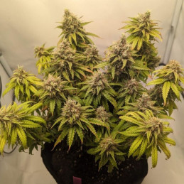 Mazar Auto - Autoflowering Wietzaden