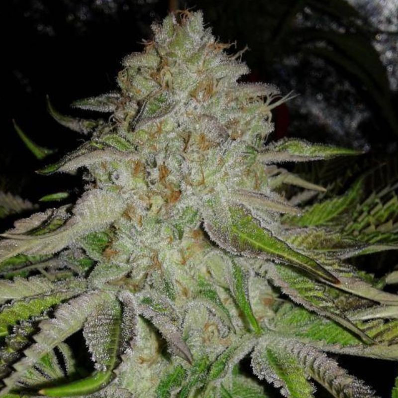 OG Kush Auto - Autoflowering Wietzaden