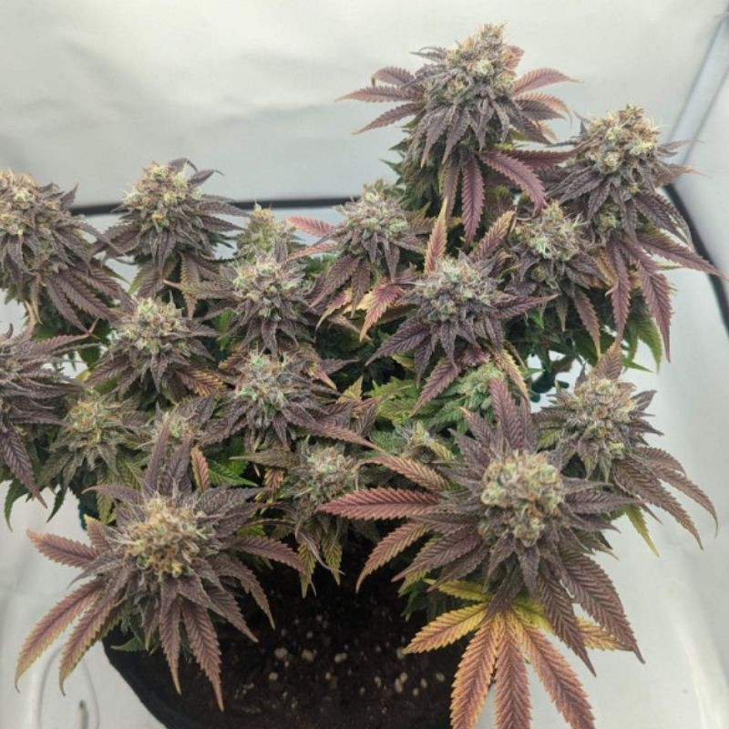 NYC Diesel Auto - Autoflowering Wietzaden