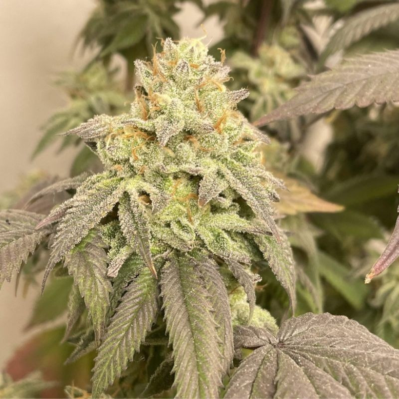 Power Plant Auto - Autoflowering Wietzaden