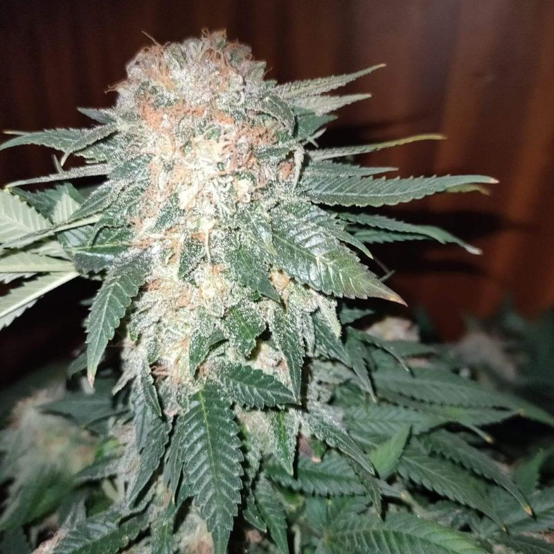 Sour Diesel Auto - Autoflowering Wietzaden