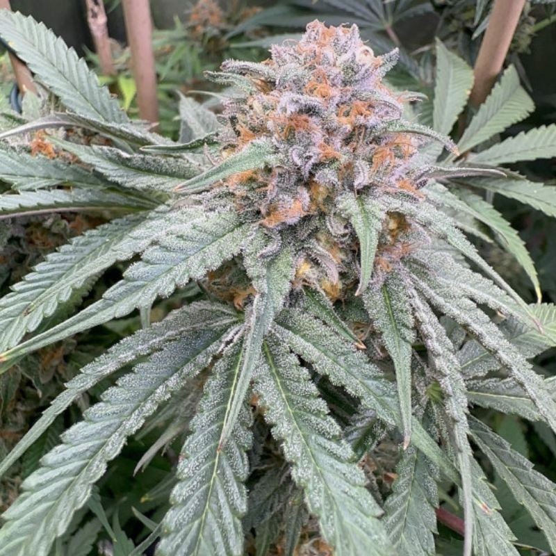 Purple Kush Auto - Autoflowering Wietzaden