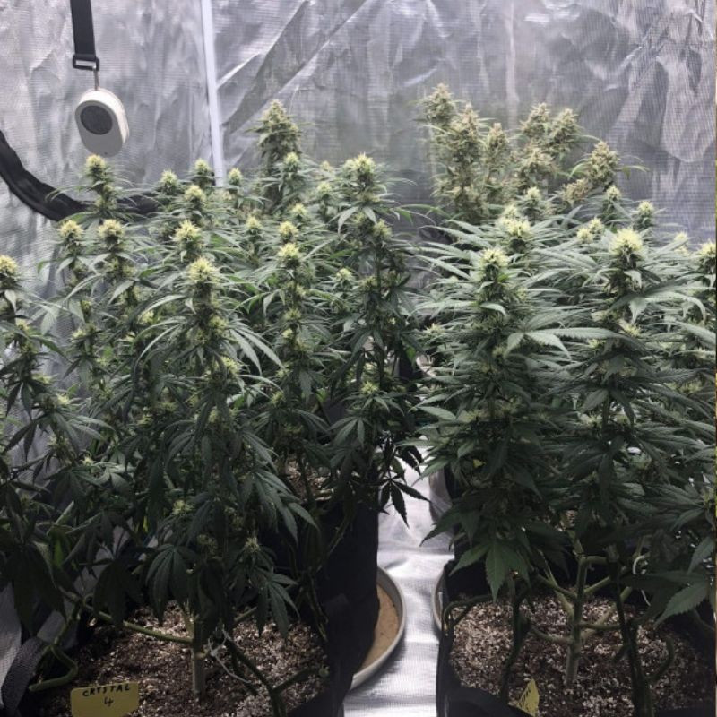 Skunk Auto - Autoflowering Wietzaden