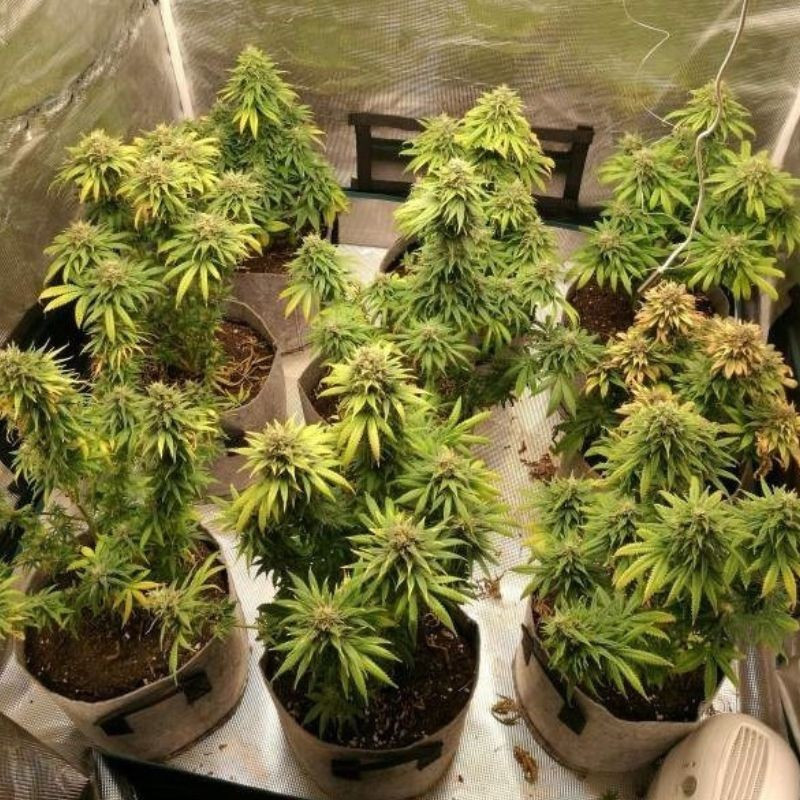 Watermelon Auto - Autoflowering Wietzaden
