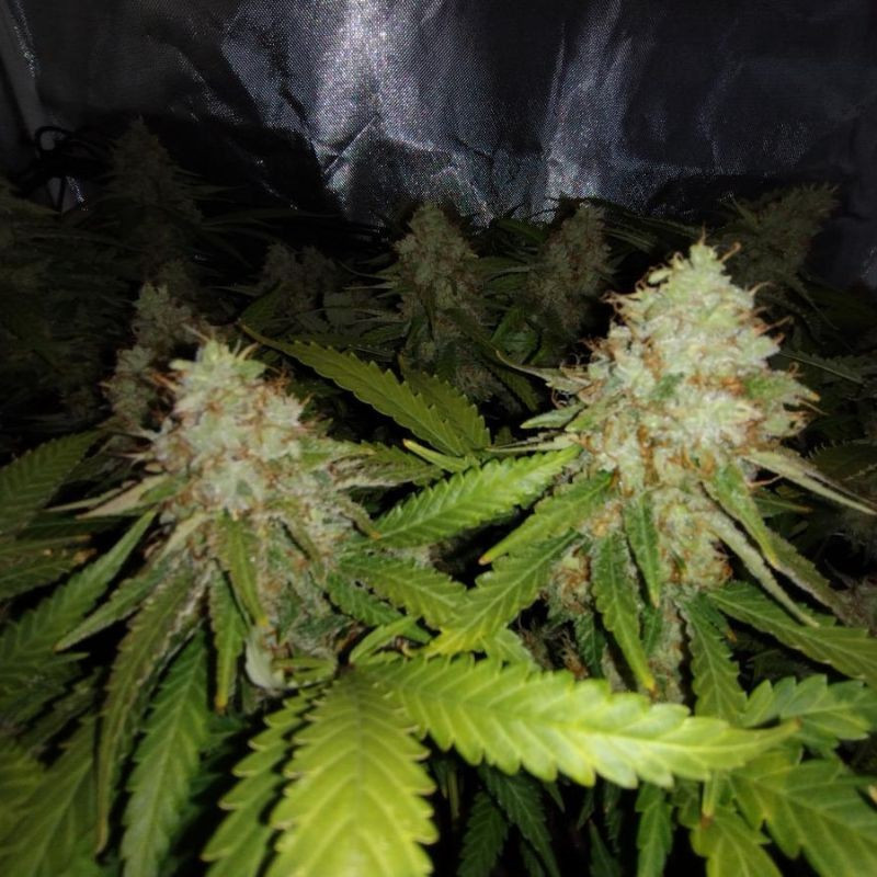 White Widow Auto - Autoflowering Wietzaden