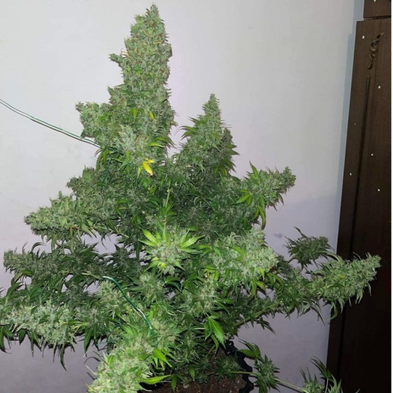 White Russian Auto - Autoflowering Wietzaden