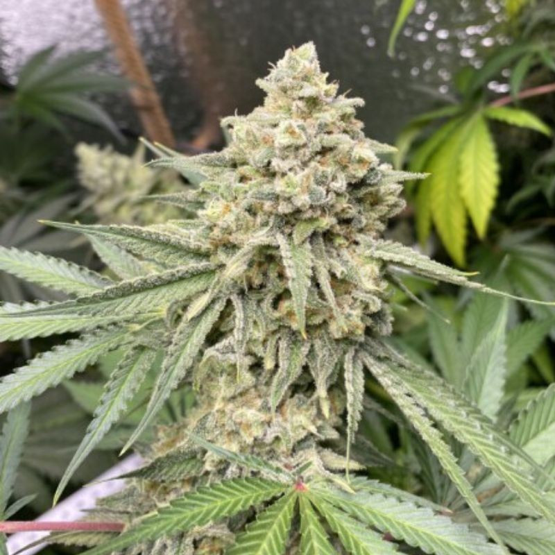 Zkittlez Auto - Autoflowering Wietzaden