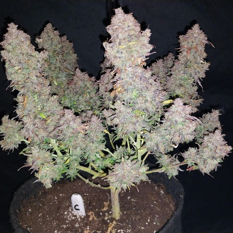 Bruce Banner Auto - Autoflowering Wietzaden
