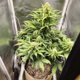 Blueberry Auto - Autoflowering Wietzaden