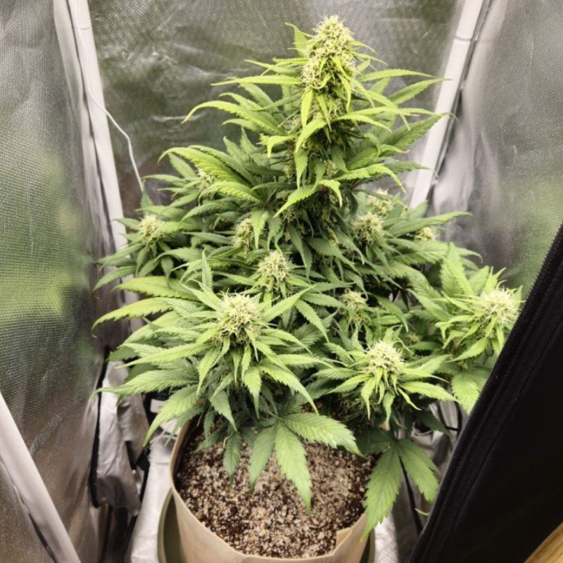 Blueberry Auto - Autoflowering Wietzaden