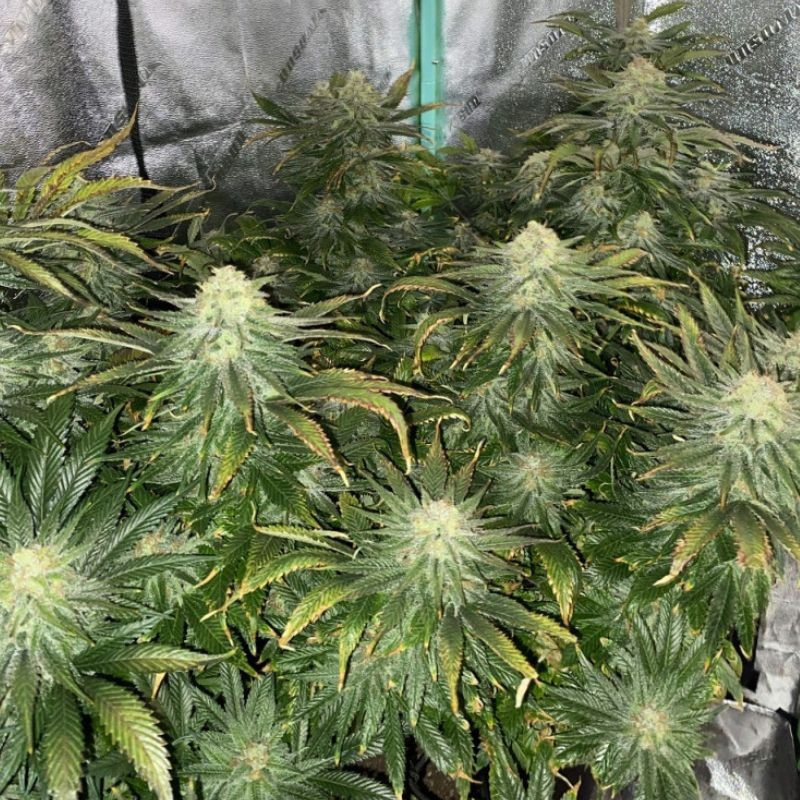 Big Bud Auto - Autoflowering Wietzaden