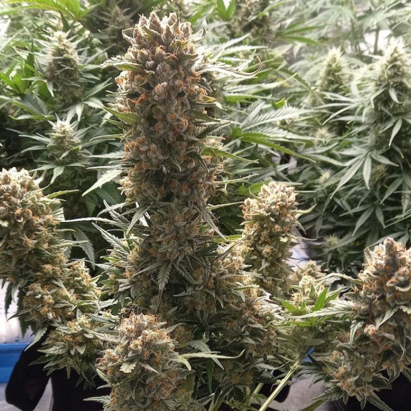 Banana Auto - Autoflowering Wietzaden