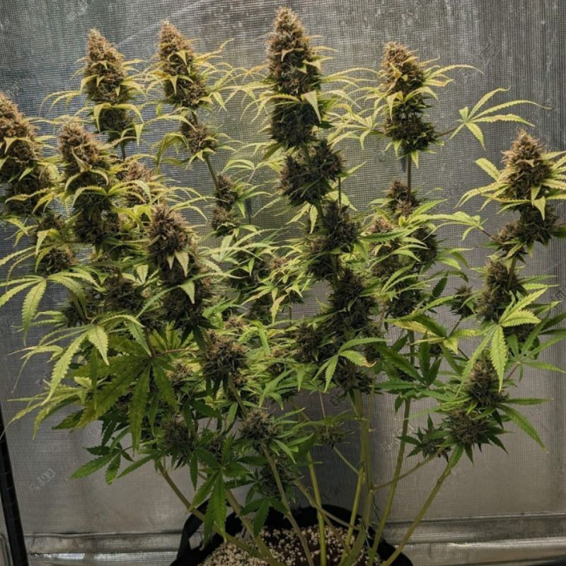 Original Amnesia Auto - Autoflowering Wietzaden