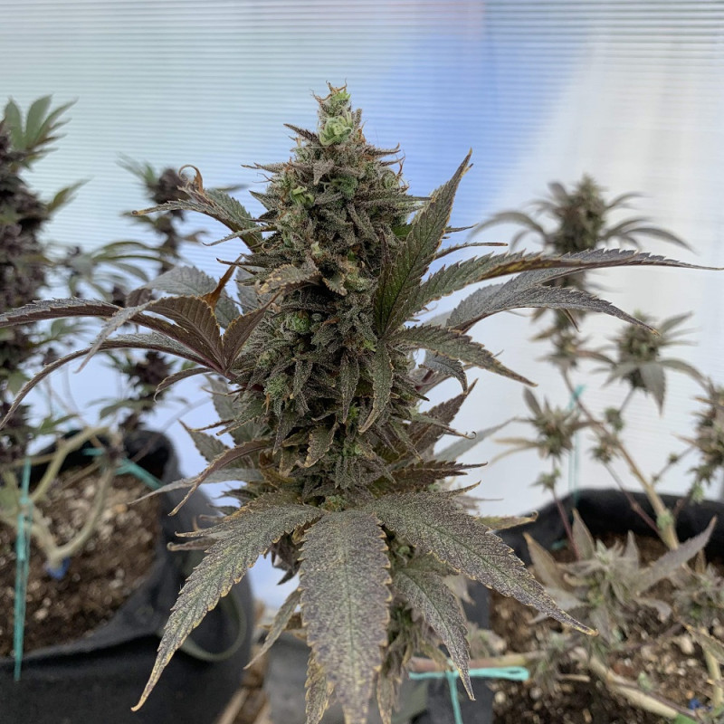 AK Auto - Autoflowering Wietzaden