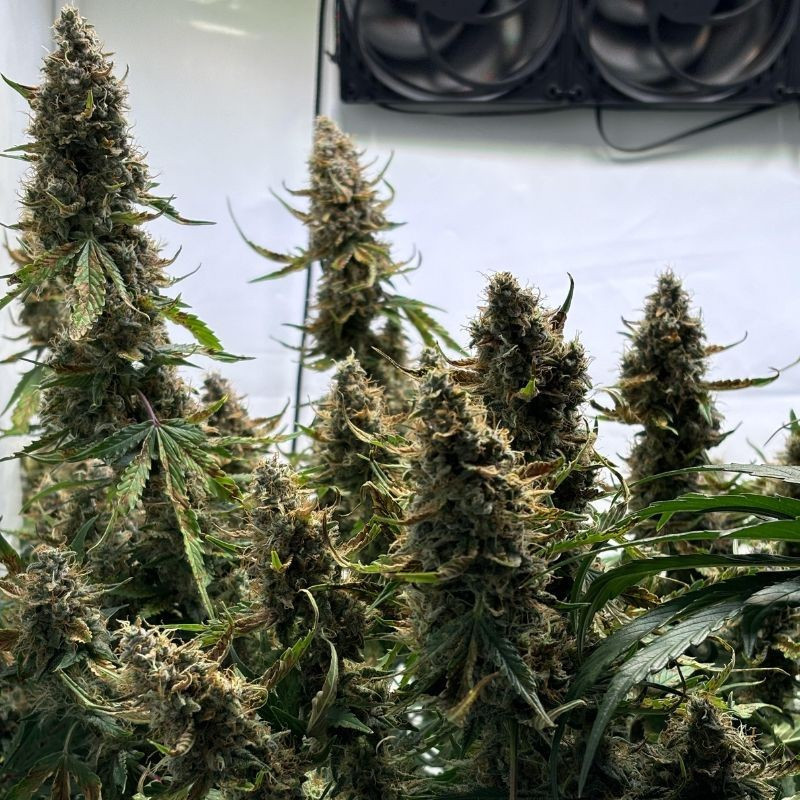 Wedding Cake - cannabissoort - cannabiszaden