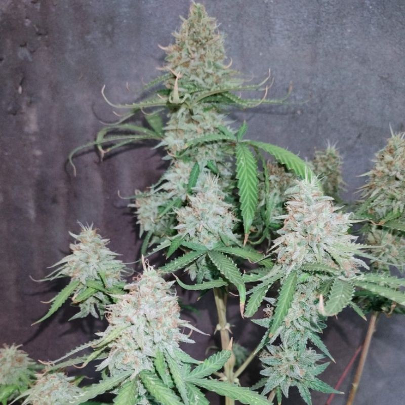 The Unlimited - cannabissoort - cannabiszaden