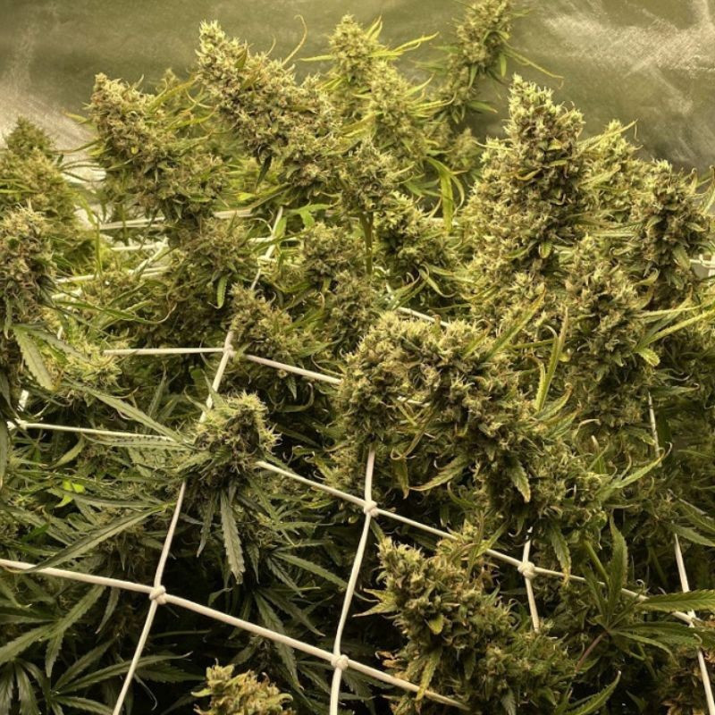 Strawberry Kush - cannabissoort - cannabiszaden