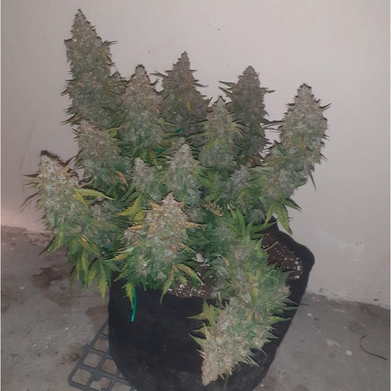 Somango - cannabissoort - cannabiszaden