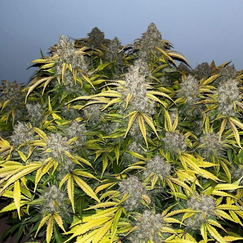 Special Skunk - cannabissoort - cannabiszaden