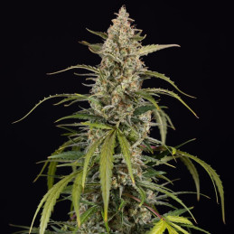 Exotic Haze - cannabissoort - cannabiszaden