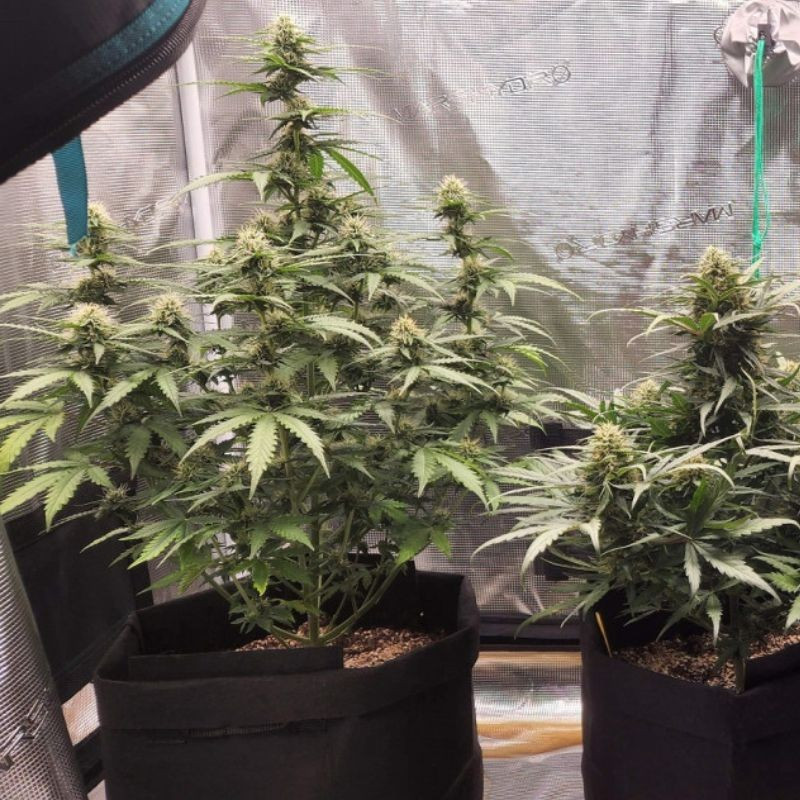 Special Haze - cannabissoort - cannabiszaden