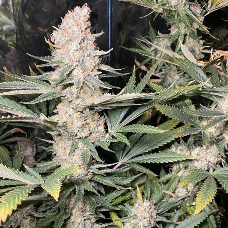Super Skunk - cannabissoort - cannabiszaden