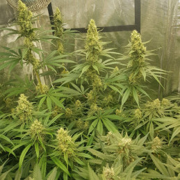 Sherbet - cannabissoort - cannabiszaden