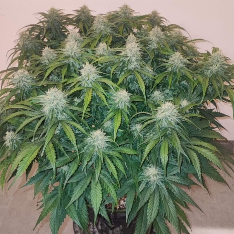 Big Star - cannabissoort - cannabiszaden
