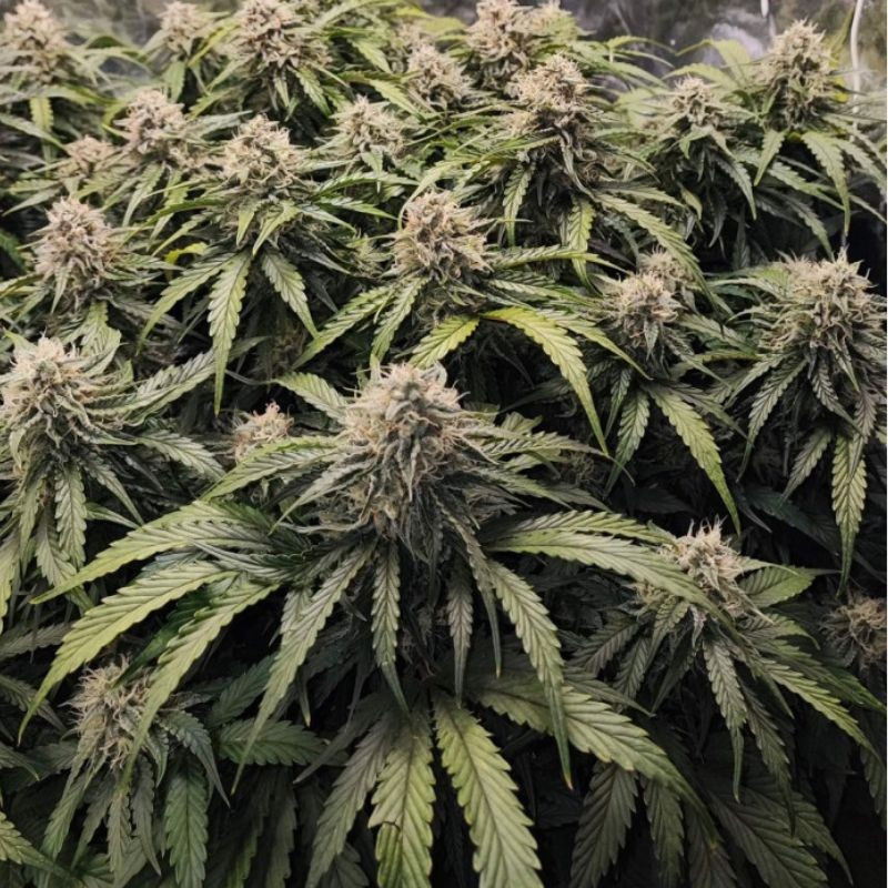 Runtz - cannabissoort - cannabiszaden