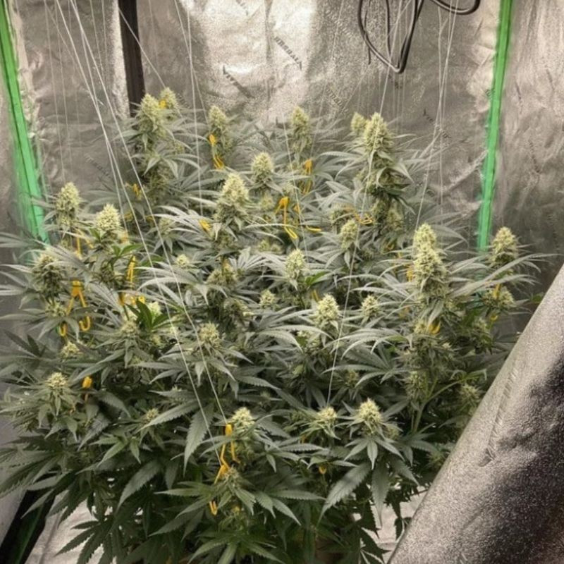 LSD - cannabissoort - cannabiszaden