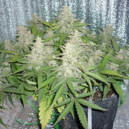 Power Plant - cannabissoort - cannabiszaden