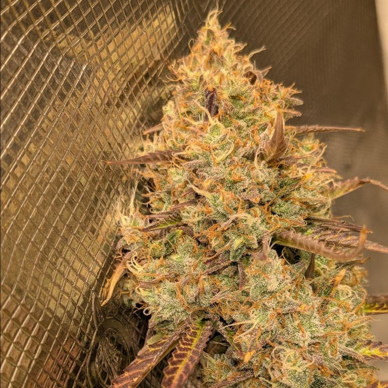 Orange Bud - cannabissoort - cannabiszaden