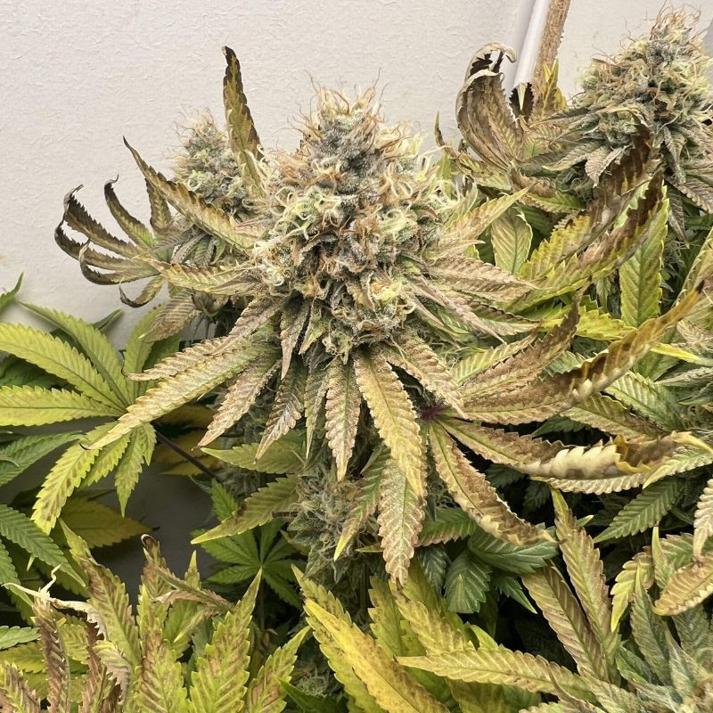 Northern Light - cannabissoort - cannabiszaden