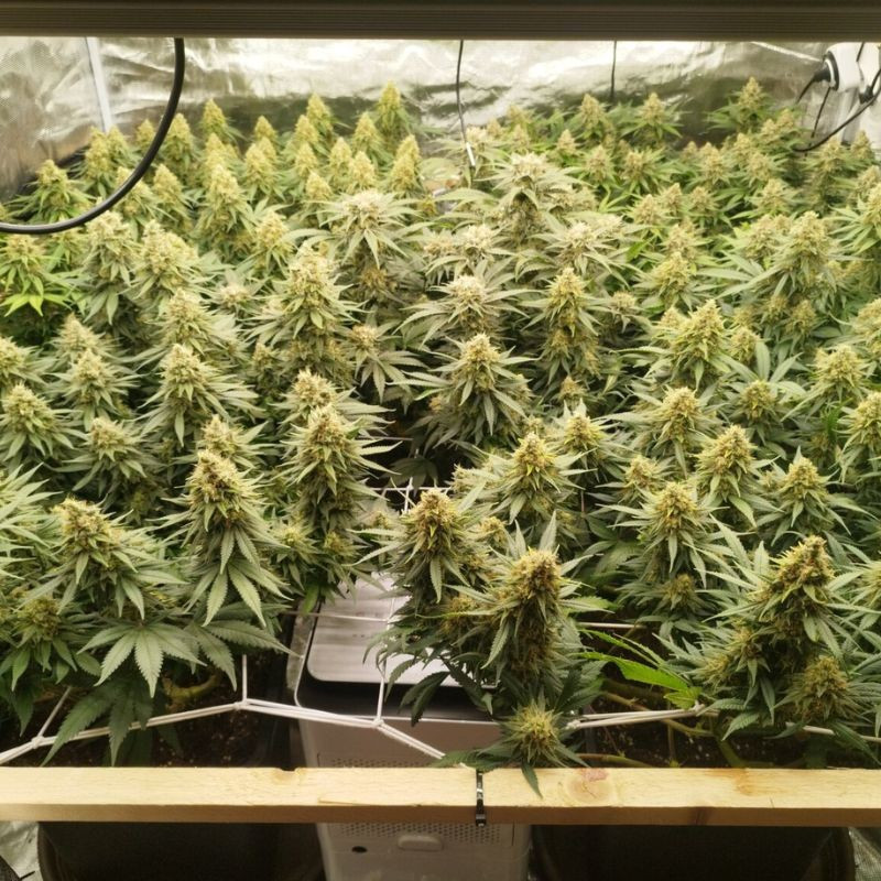 Zkittlez - cannabissoort - cannabiszaden