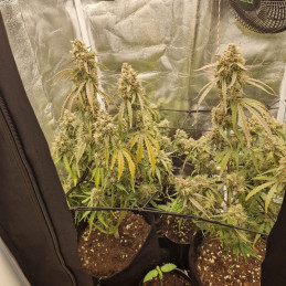 NYC Diesel - cannabissoort - cannabiszaden