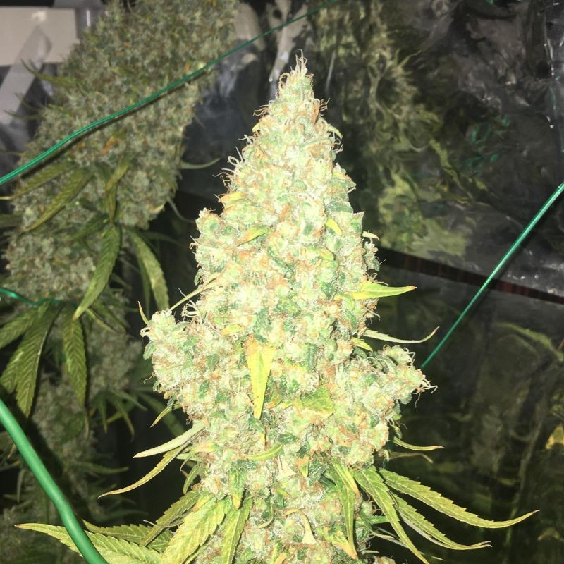 Moby Dick - cannabissoort - cannabiszaden