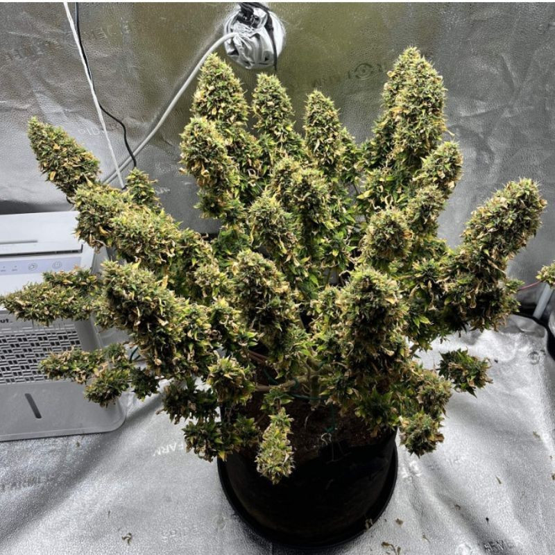 Mimosa - cannabissoort - cannabiszaden